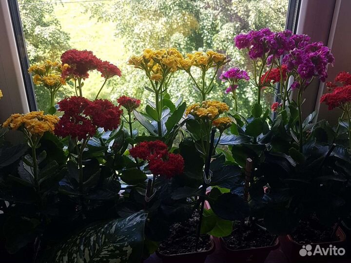Каланхоэ лечебное