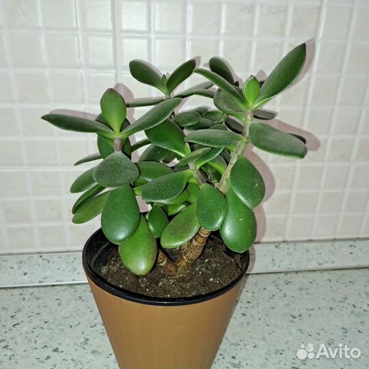 Продам цветы комнатные денежное дерево