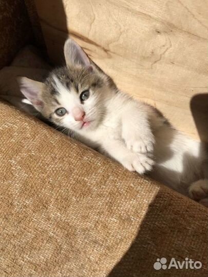 Котенок в добрые руки