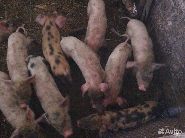 Продам свиноматку с поросятами
