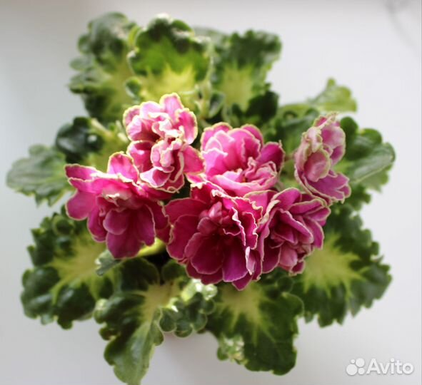 Фиалки детки