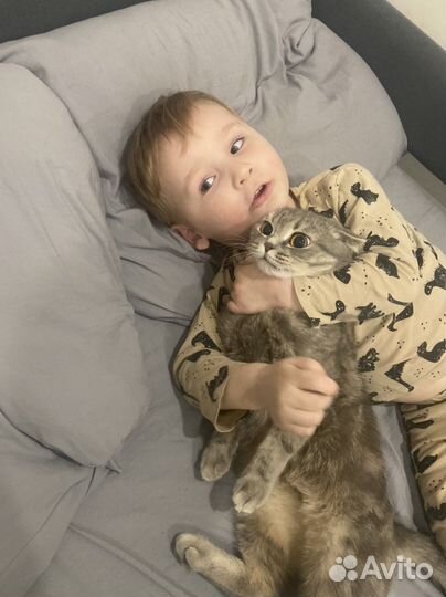 Шотландская вислоухая кошка бесплатно