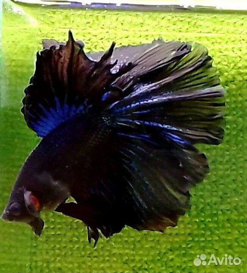 Рыбка петушок