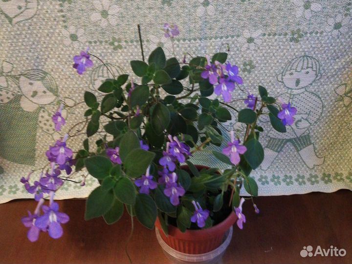 Стрептокарпелла