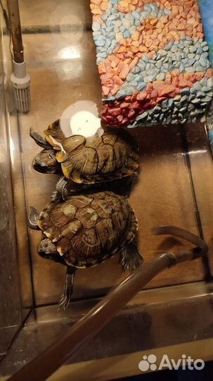 Черепахи с аквариумом