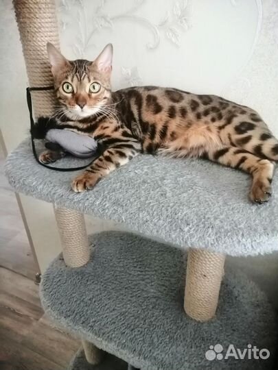 Когтеточка домик для кошки бу