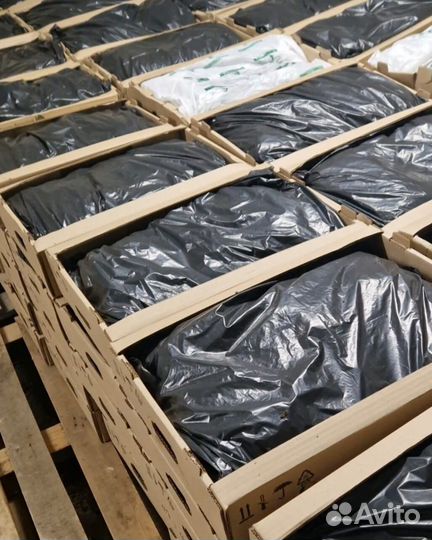 Сеянцы ели зкс от производителя