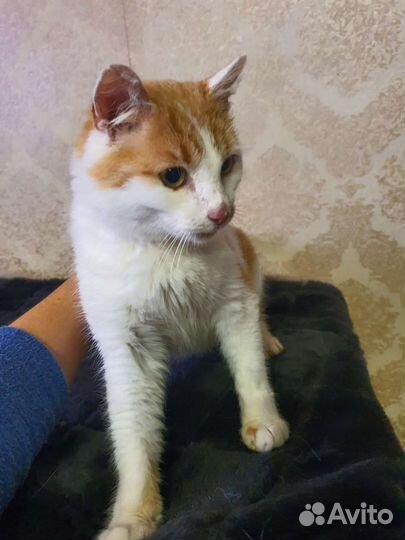 Котик в добрые руки