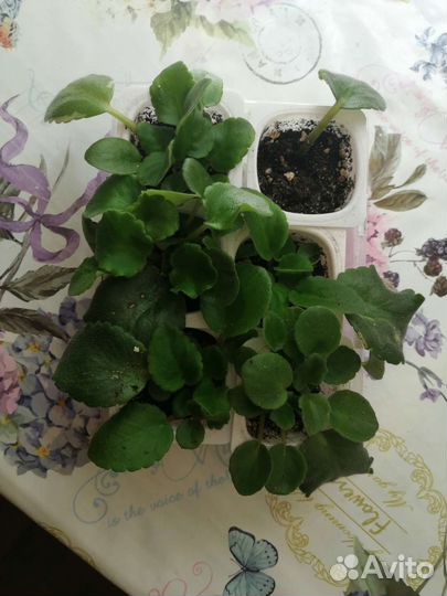 Фиалки детки