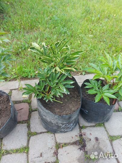 Продам пион Coral Sunset