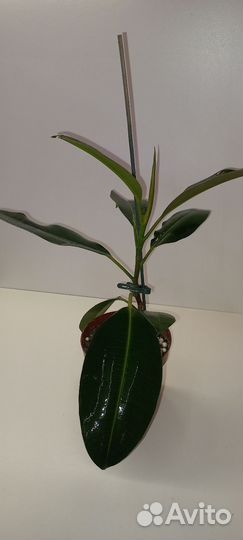 Фикус каучуконосный