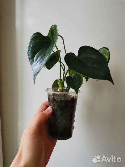 Антуриум красный