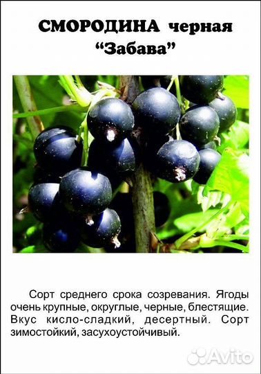 Саженцы черной смородины