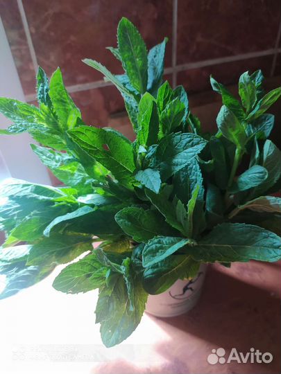 Мята свежая