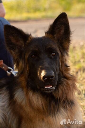 Дрессировка