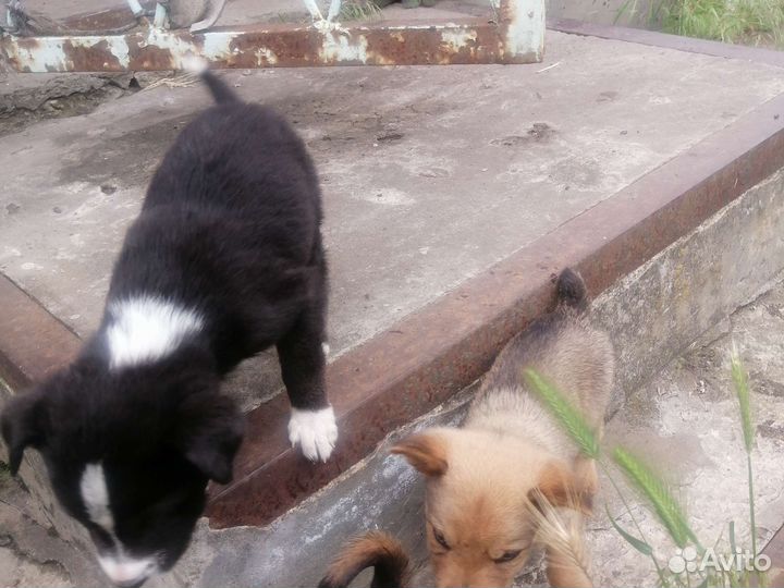 Отдам бесплатно щенки