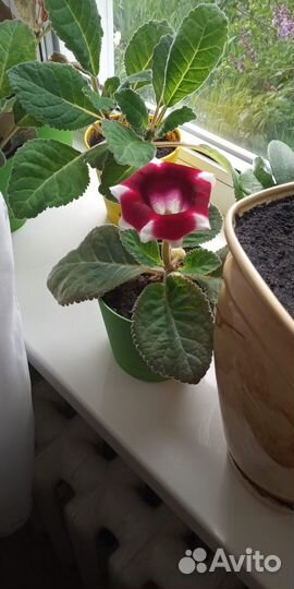 Домашний цветок глоксиния красный,белый, голубой