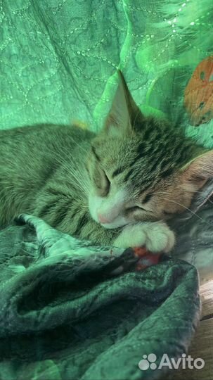 Кот