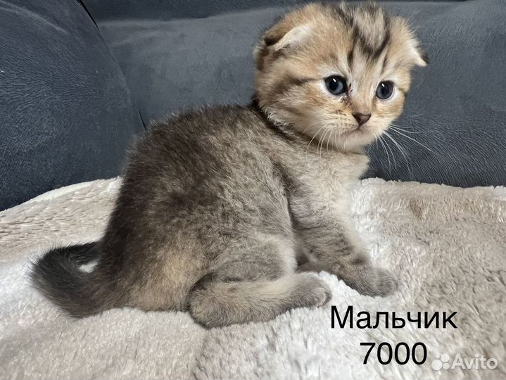 Шотландская