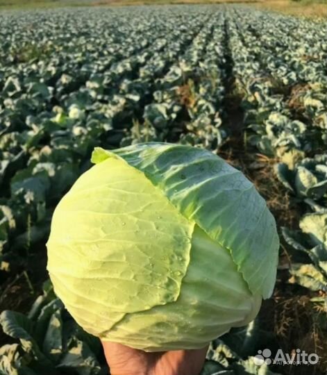 Капуста оптом от 5 тонн