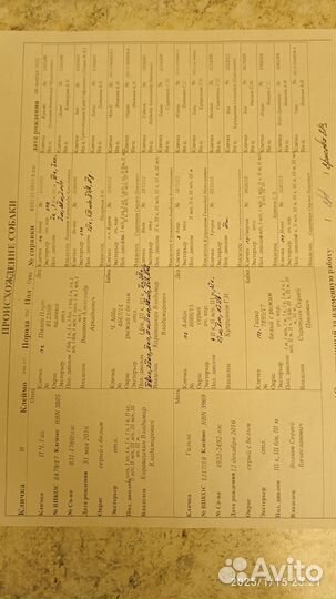 Западно сибирская лайка