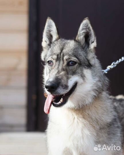 Лайка в дар