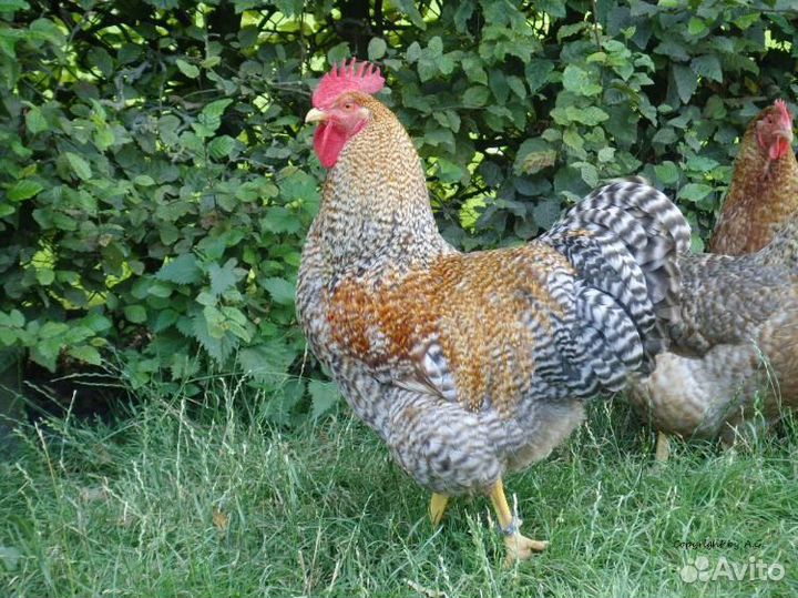 Билефельдер (европейская линия: цыплята, яйцо)