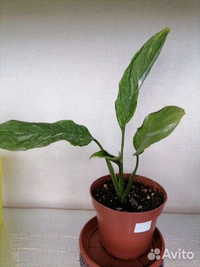 Спатифиллум Джемини(Gemini