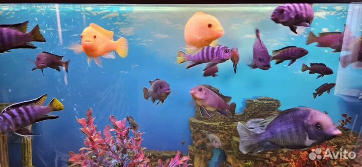 Малавийские цихлиды