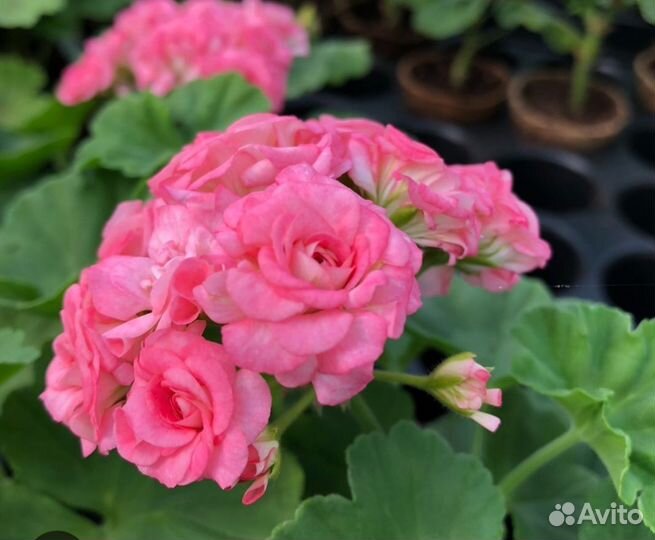 Antigue Rose (Античная Роза)