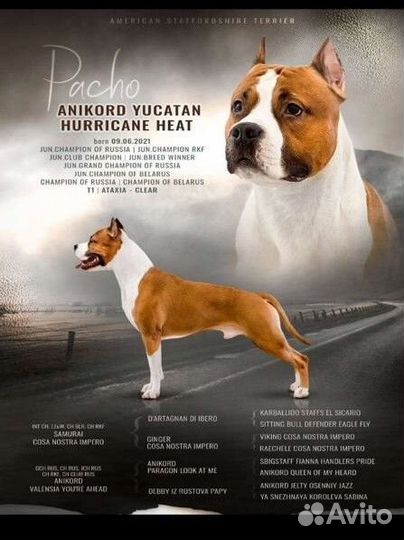 Кобель для вязки