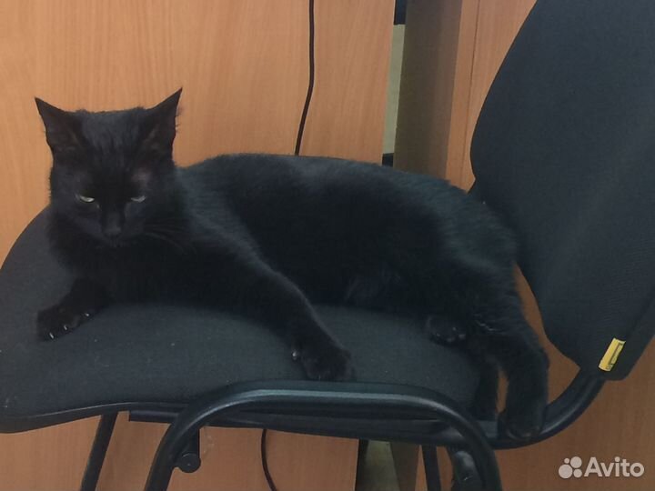 Кошечка ищет хозяина