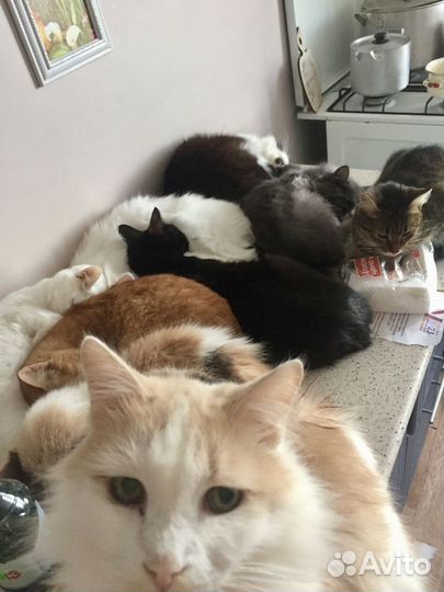 Тридцать три счастья