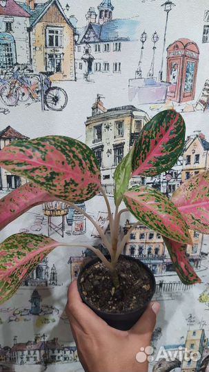 Аглаонема тайская