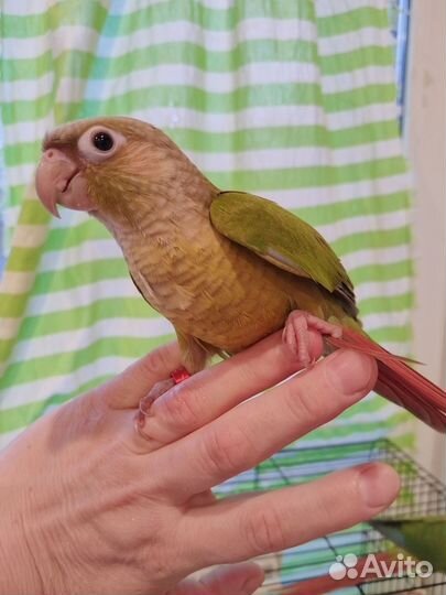 Попугай Птенцы Ручные