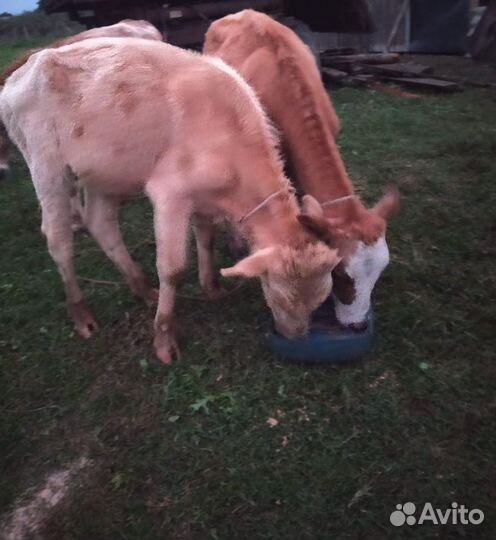 Два бычка одна тёлка