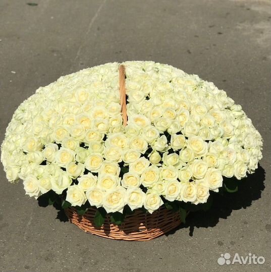 101 роза 31 51 роза Цветы