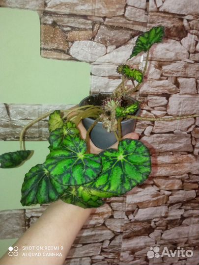 Оксалис, Драцена, бегония