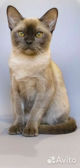 Котята Европейская Бурма