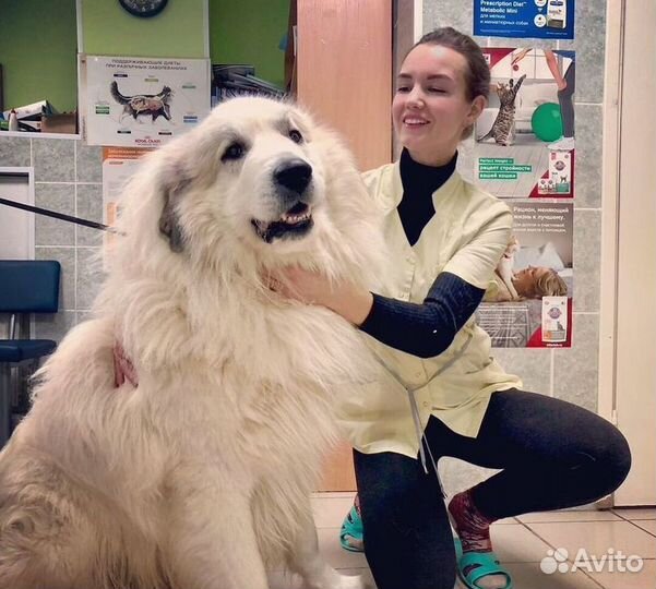 Ветеринарный врач с выездом