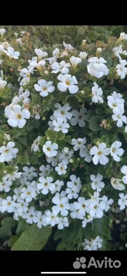 Бакопа вегетативная белая