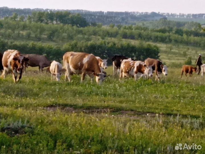 Коровы телята