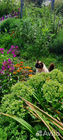 Кошечка в добрые руки