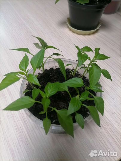 Комнатные растения