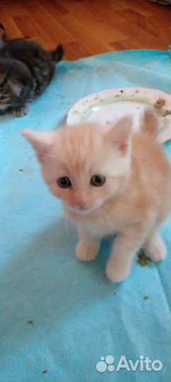 Продам котят