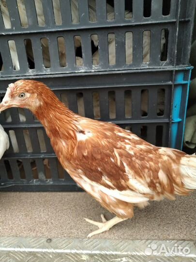 Продам гуси 2,5 месяца