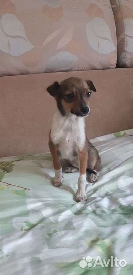 Щенята в добрые руки