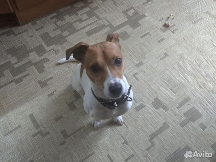 Гостиница для животных