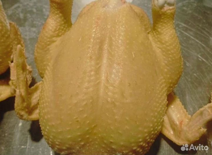 Куры бройлер оптом