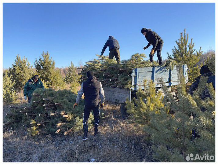 Сосна Новогодняя